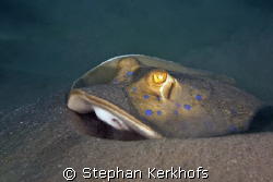 bluespotted stingray (taeniura meyeni) taken in Na'ma Bay. by Stephan Kerkhofs 